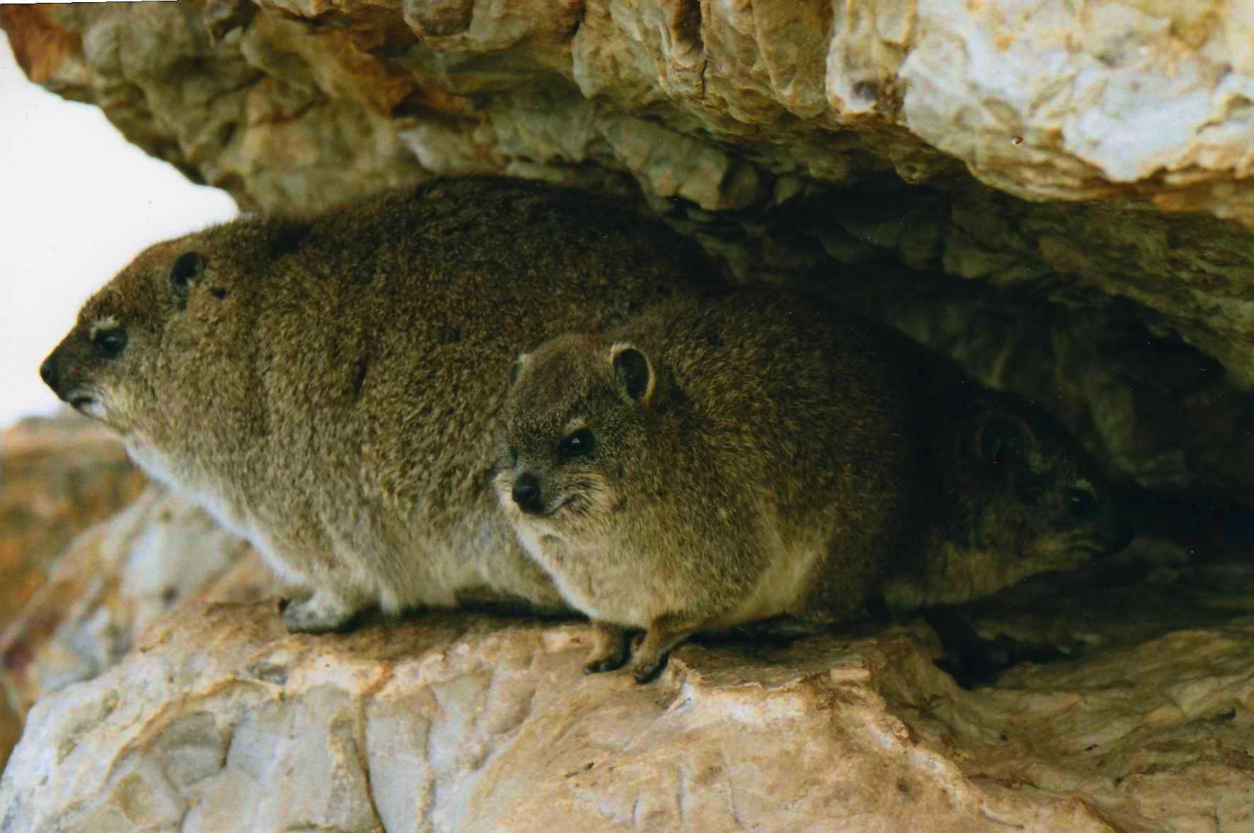 Safari photo en Afrique du Sud 021