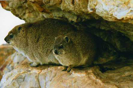 Safari photo en Afrique du Sud 21