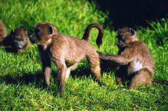 Safari photo en Afrique du Sud 22