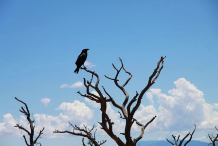 Les grands parcs am&eacute;ricains 5