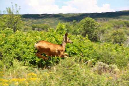 Les grands parcs am&eacute;ricains 11