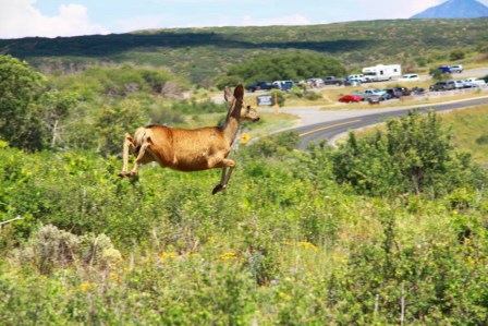 Les grands parcs am&eacute;ricains 12