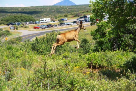 Les grands parcs am&eacute;ricains 13